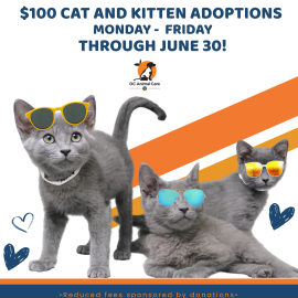 Adoption Special - Monday through Friday, adoption fees all cats and kittens are just $100 through June 30.