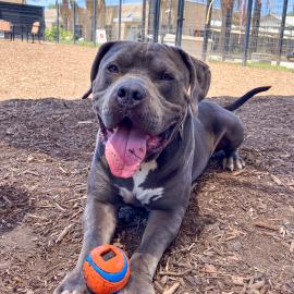 Gimli, a pit bull, laying down with a ball on his paws, smiling at the camera