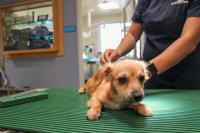 Dog in vet clinic