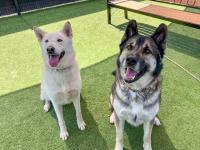 Two dogs smiling, looking at the camera