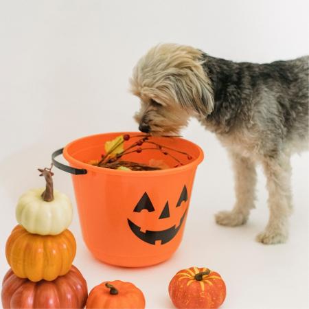 Dog smelling candy basket