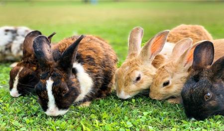 Rabbit Care Basics