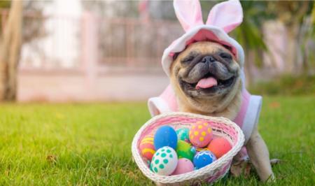 Easter Pug