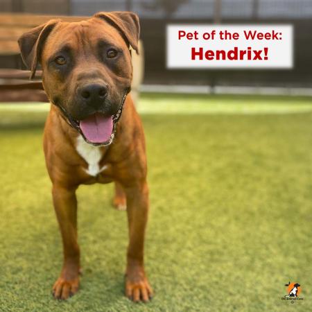 Pet of the Week: Hendrix