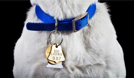 Dog License