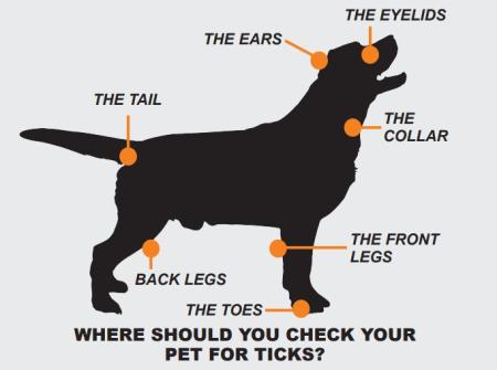 Where to Check Your Pet for Ticks