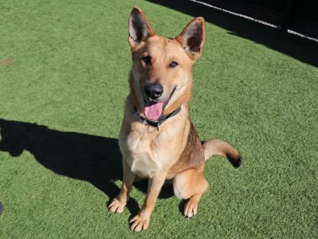 Pet of the Week | OC Animal Care Pet of the Week | OC Animal Care