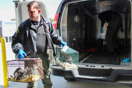 OCAC Rescues Cats and Kittens