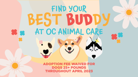 April 2023 Adoption Promotion