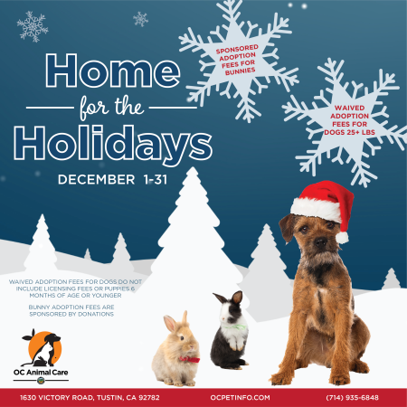 December Adoption Promotion_Social Media