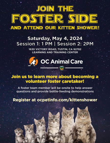 Kitten Shower May 2024