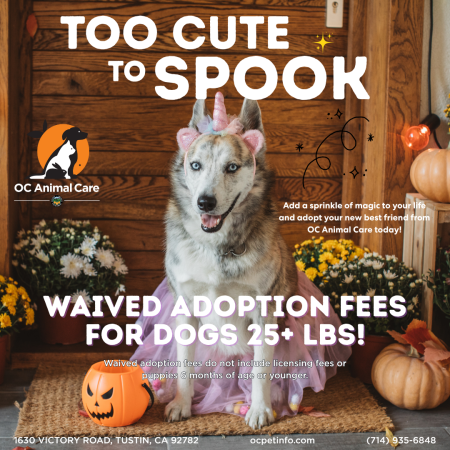 October 2025 Adoption Promotion
