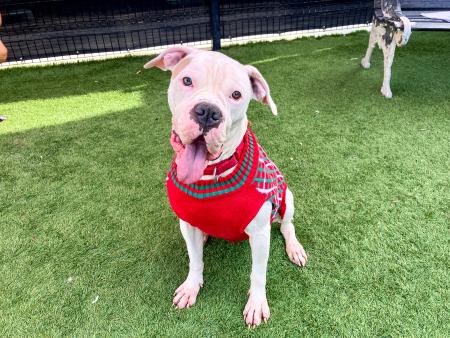 Daylily is a friendly pup ready for a new home.