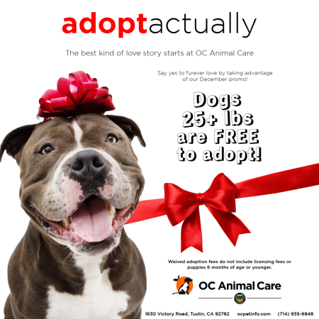 December 2025 Adoption Promotion