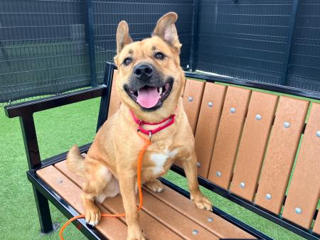 Schnitzel is Pet of the Week. Adopt him today! 