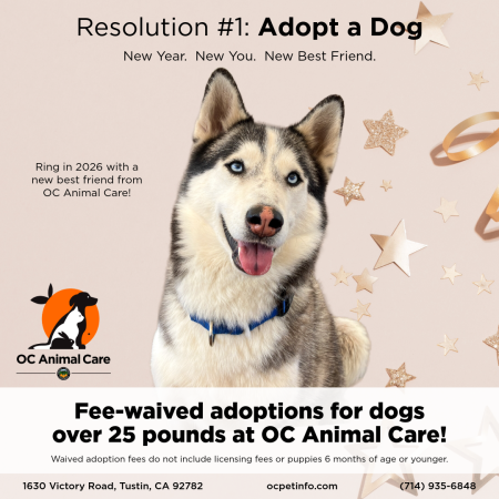 January 2026 Adoption Promotion_Square