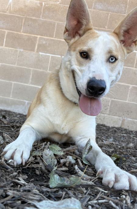 Mango, A1916871, is Pet of the Week