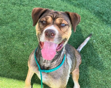 Amber is the OC Animal Care Pet of the Week