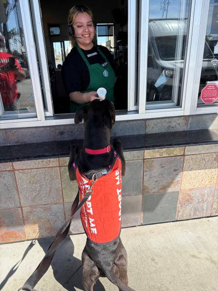 Volunteer with a shelter dog during OCAC Dog's Day Out.