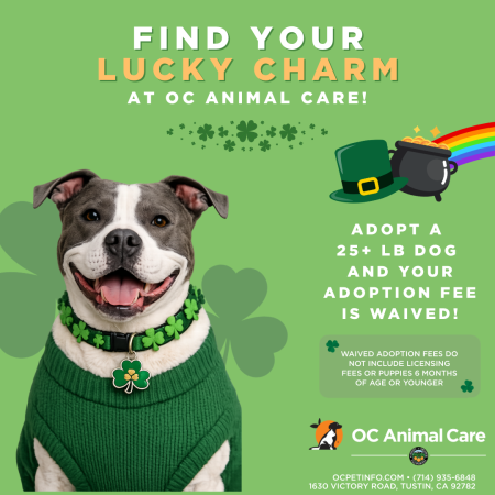 March 2026 Adoption Promotion