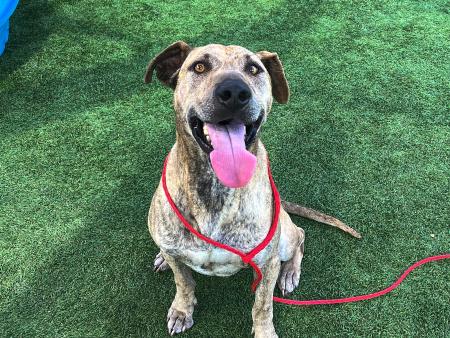 Paseo is the OC Animal Care Pet of the Week