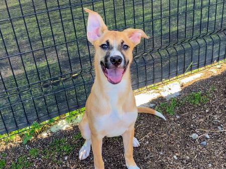 Whimsy is OC Animal Care Pet of the Week!