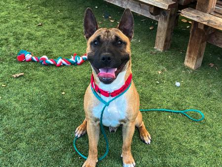 Ziggy A134322 is Pet of the Week