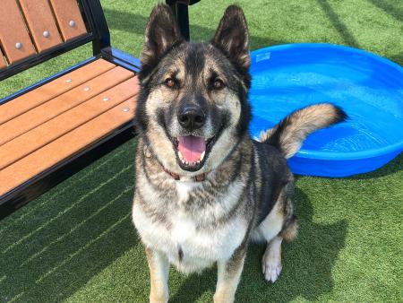 A dog named Rover, sitting and smiling at the camera